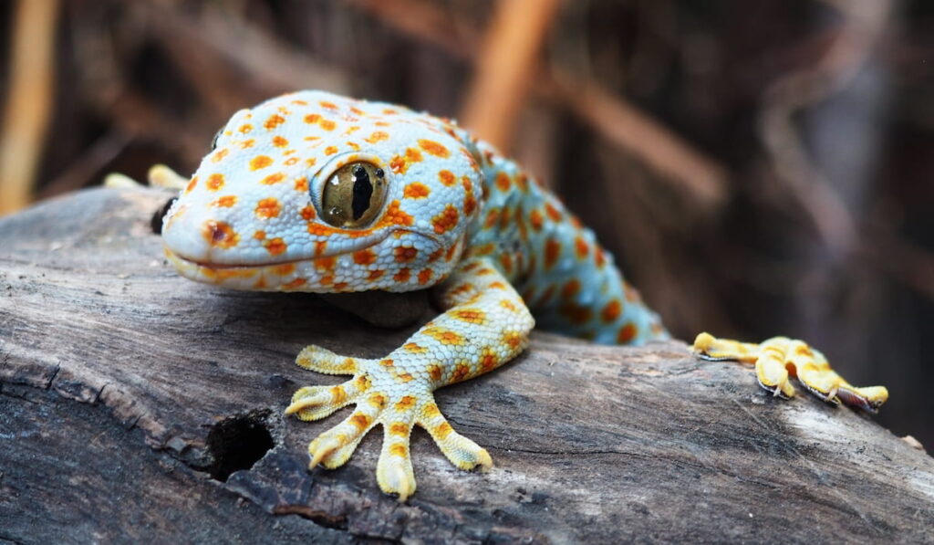 cute geckos lizard on a rock