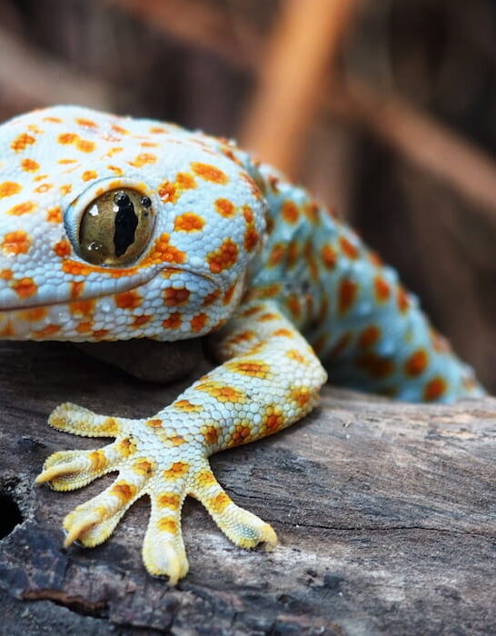 cute geckos lizard on a rock