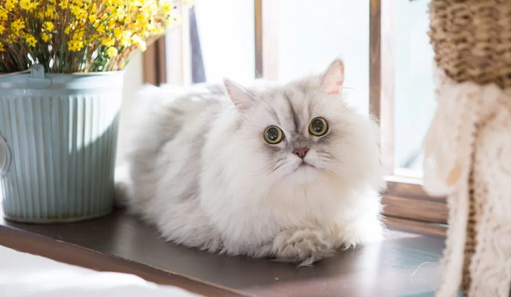 Cute Persian cat on the bed 