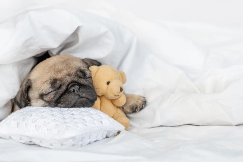 Cute Pug puppy hugs favorite toy bear 