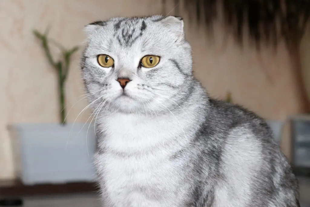 Cute Scottish fold cat 