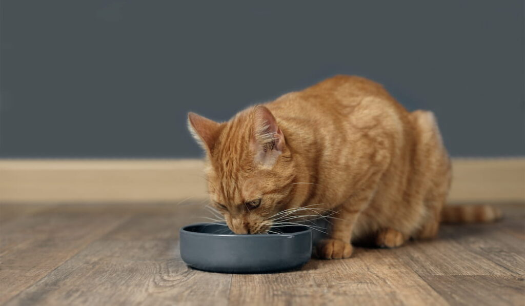 Cute ginger cat drinking