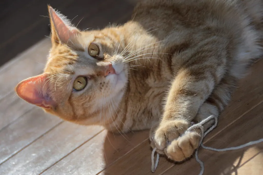 Cute polydactyl cat