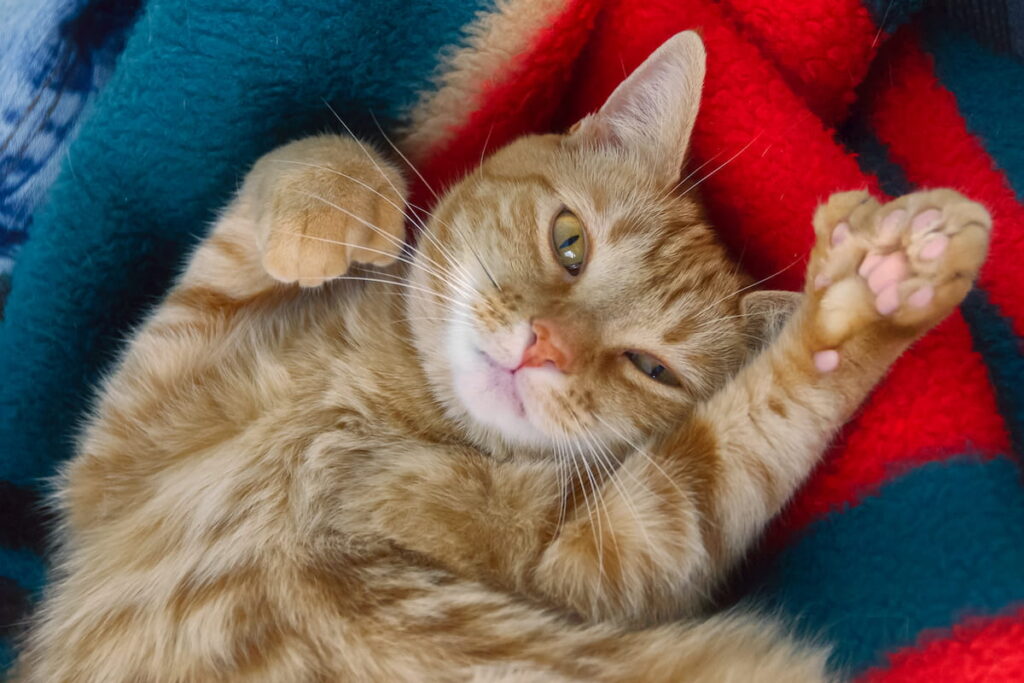 Cute polydactyl orange cat 