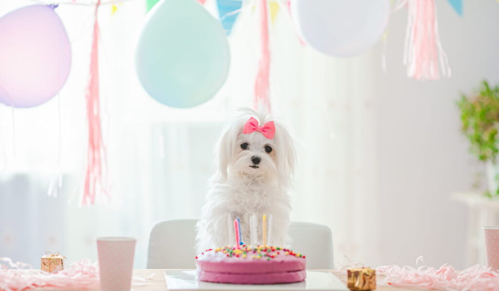 Cute puppy named vanilla with pink bow celebrating birthday