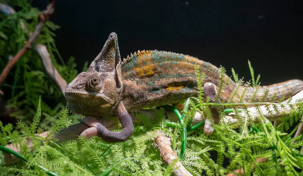 Dark Veiled chameleons 