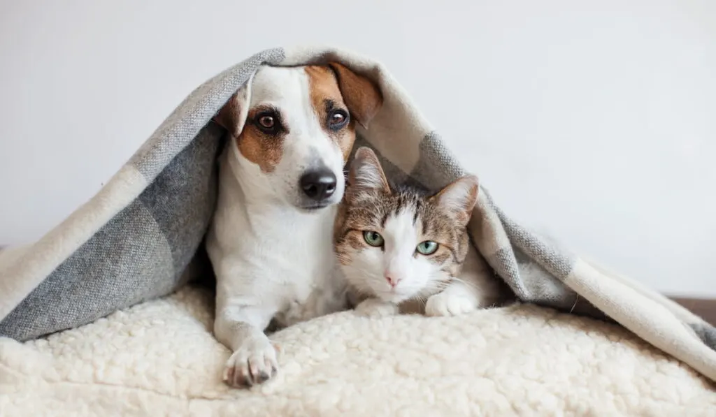 Dog and cat together 