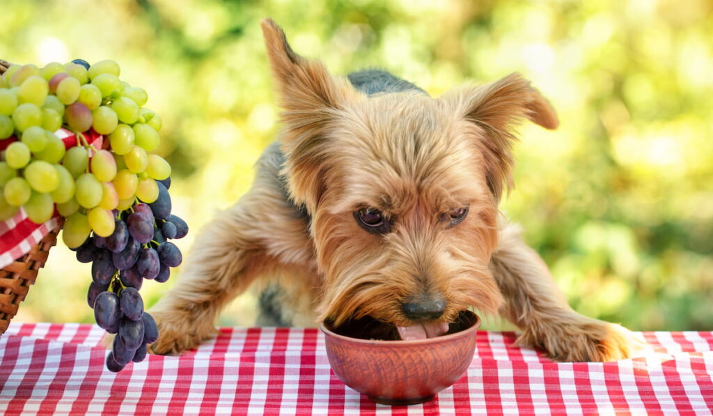 Dog eats food from bowl on table with red tablecloth. 