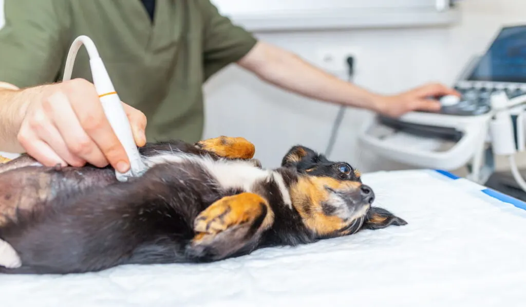 Dog having ultrasound scan in vet office