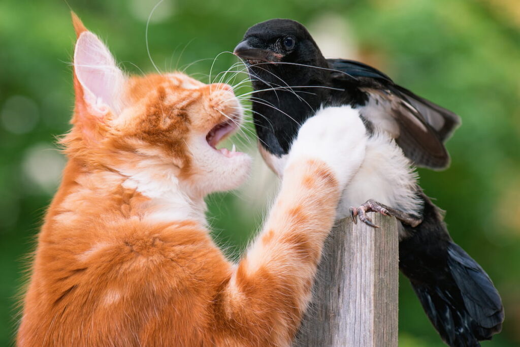Domestic red Maine Coon kitten hunted a nestling of magpie 