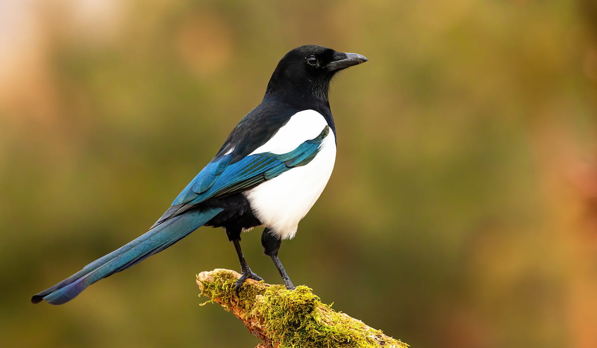 Can Magpies Kill a Cat? A Few Good Pets