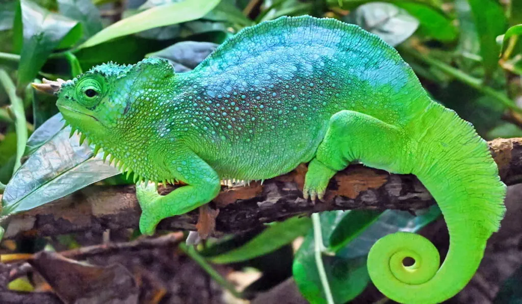 Four-horned Chameleon on a Branch 