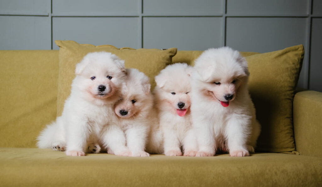 Four white and fluffy puppies are sitting on a sofa 