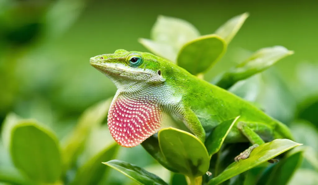 Green Anole lizard