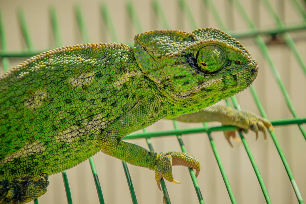Green chameleon sitting on the cage 