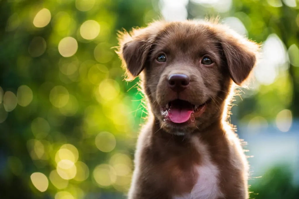 Happy brown cute puppy 