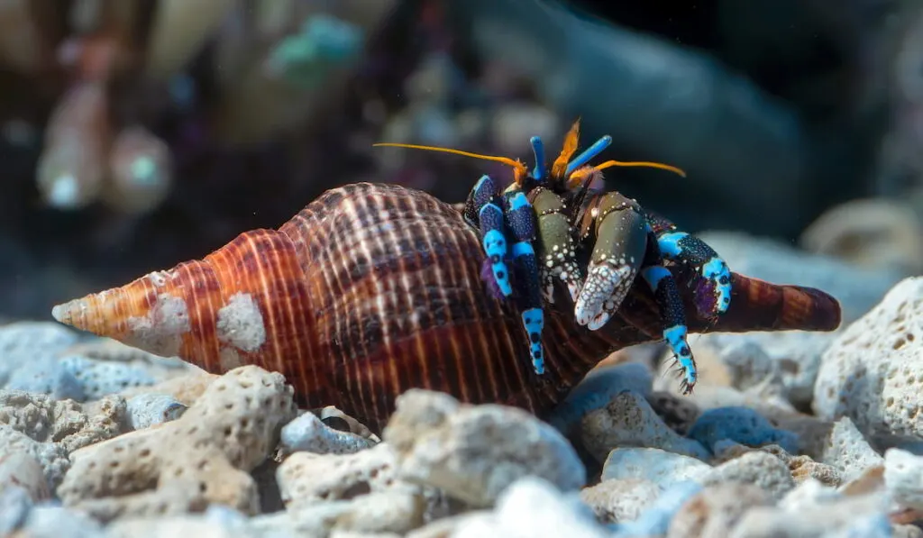 Hermit crab on a rock 