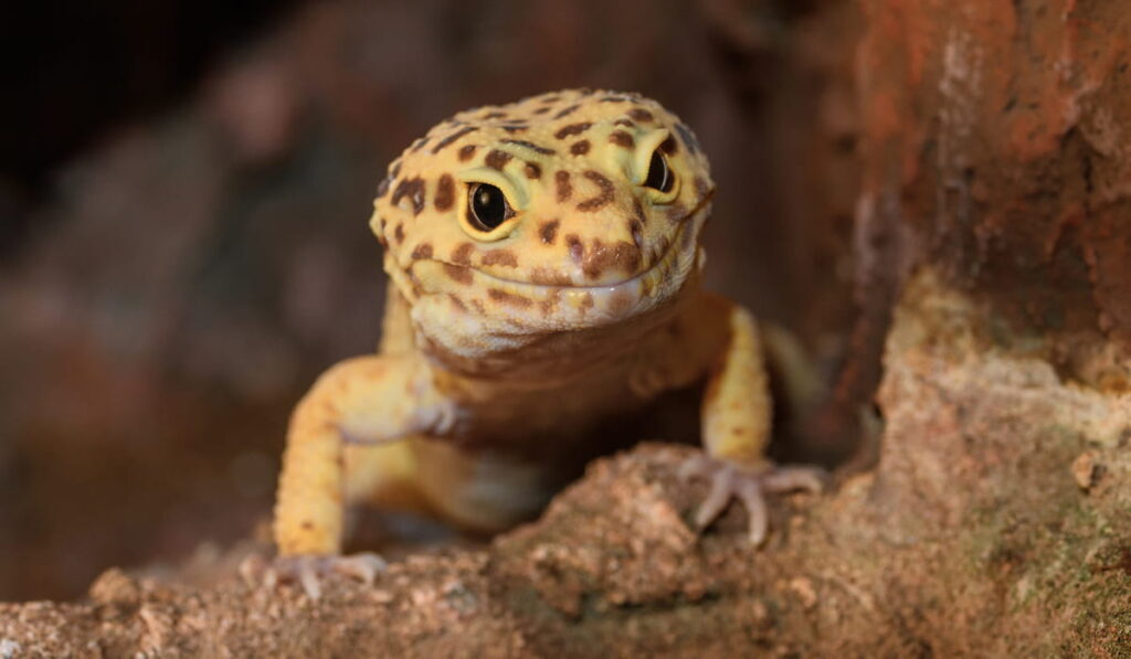 Leopard gecko lizard 