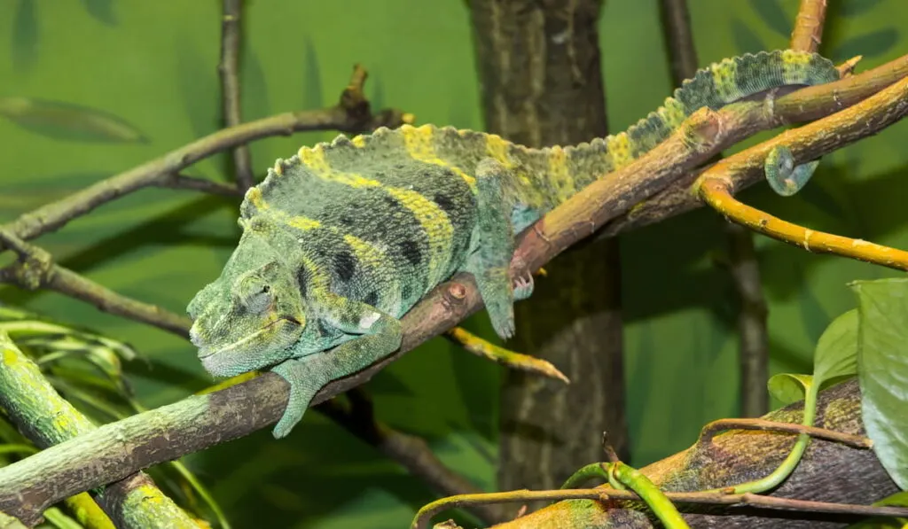 Meller's chameleon on a branch