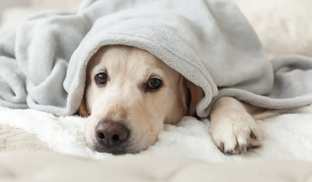 Pet warms under a blanket