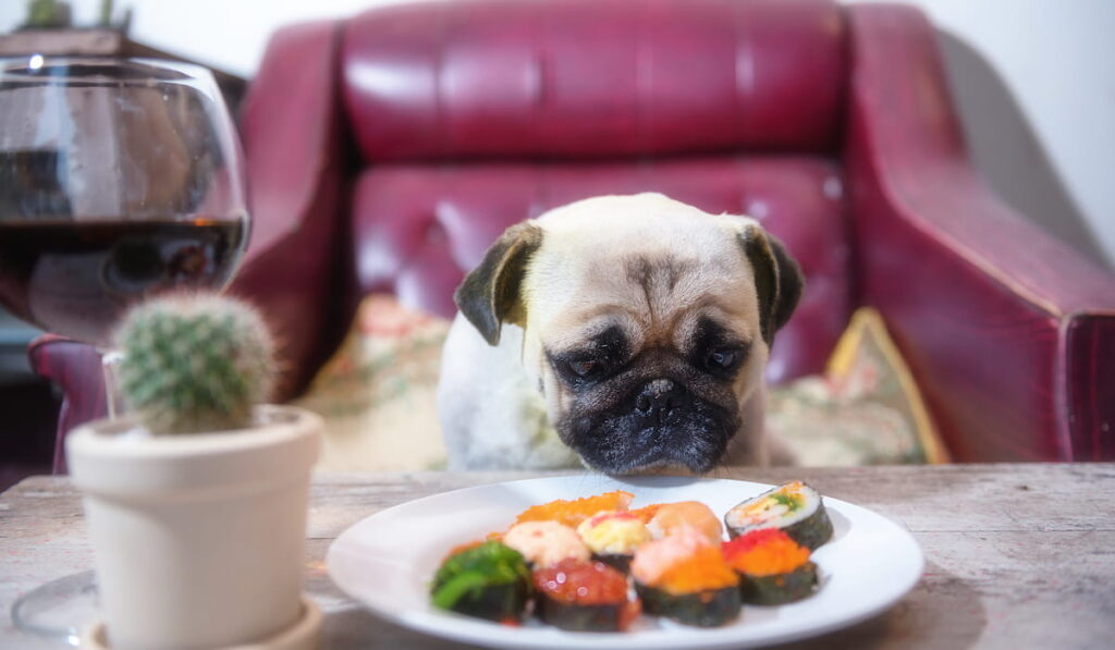 Pug dog looking at the plate of sushi