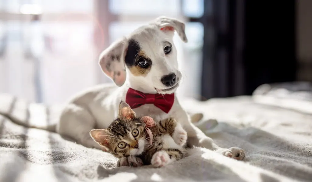 Puppy and kitten hugging