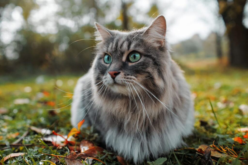 Siberian cute cat 