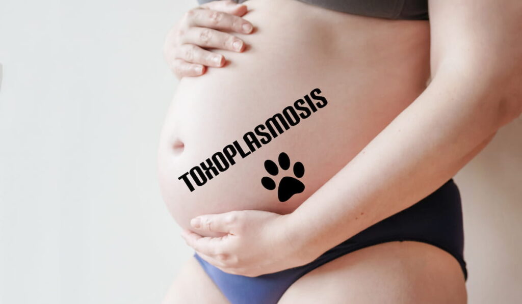 word toxoplasmosis written over a woman's pregnant belly with a cat paw print