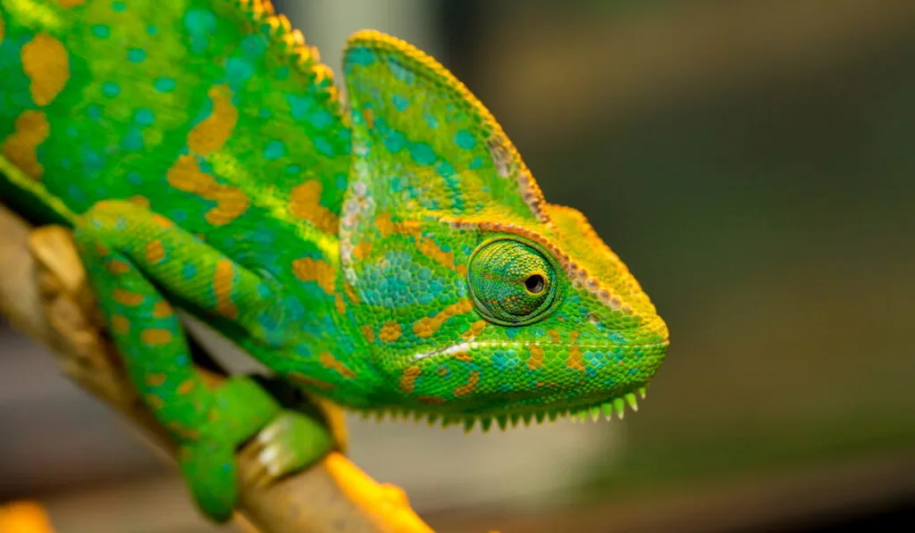 Veiled Bright Green Chameleon 