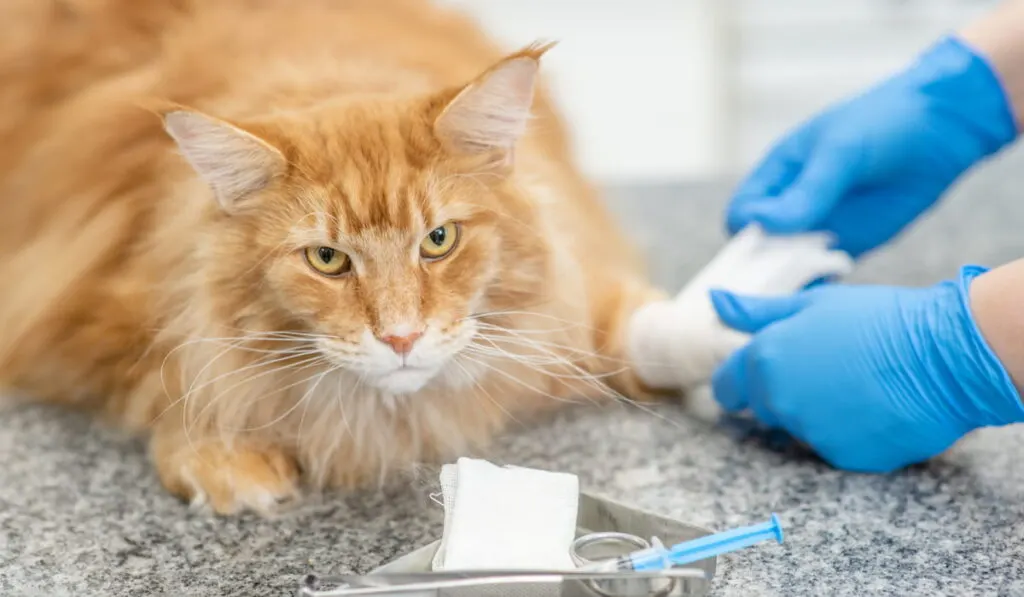 Vet bandages paw to adult cat in a clinic