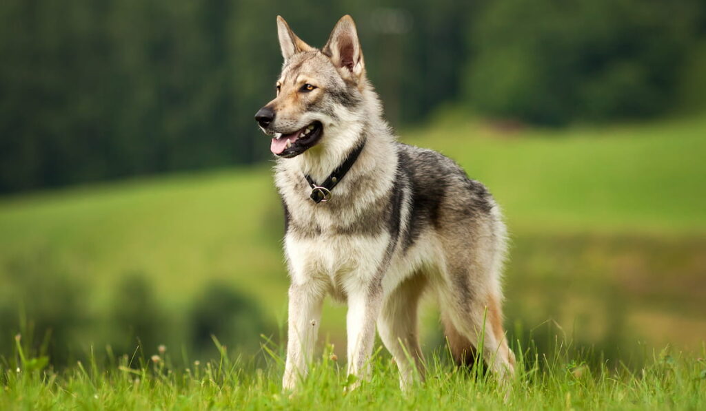 Wolfdog in the meadow