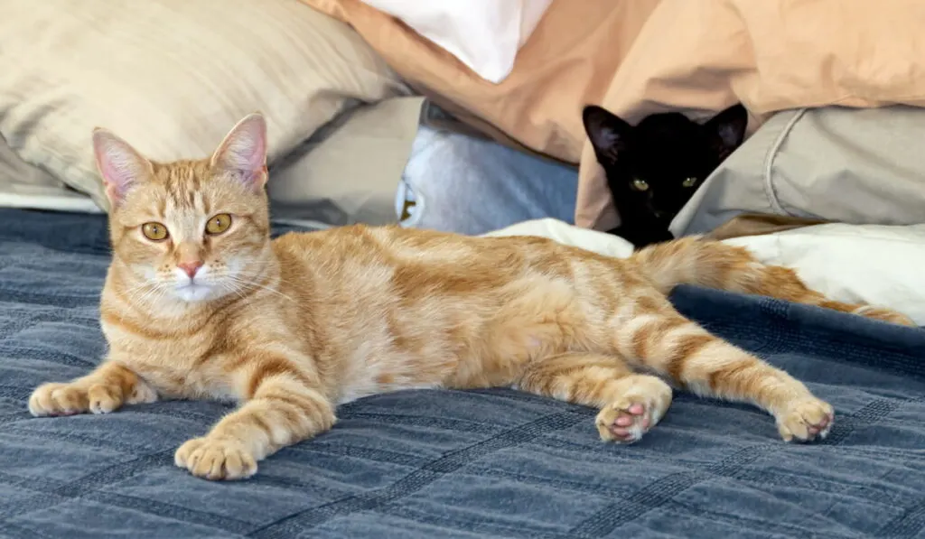 Young orange polydactyl cat and black kitten on bed looking at camera