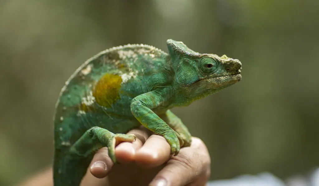 a chameleon in his natural habitat staying on a man hand 
