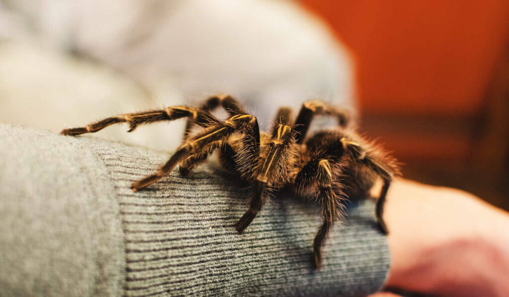 A tarantula spider on a sleeve of a man