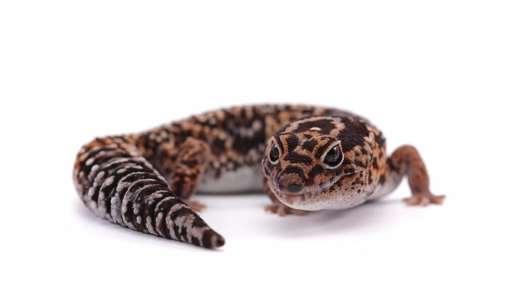 African fat tail gecko