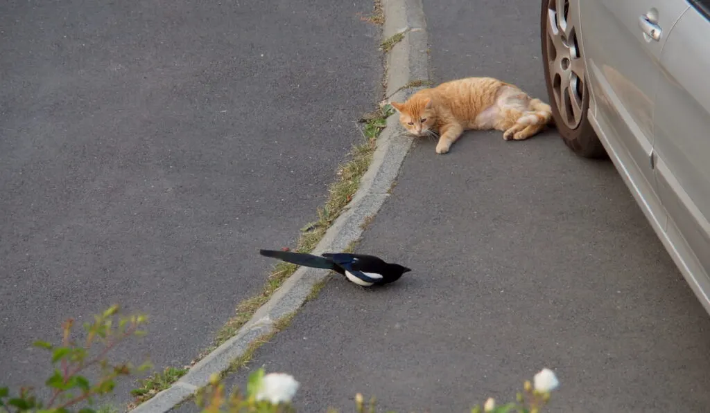 cat on the street next to him magpie 