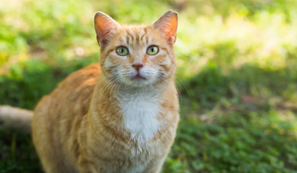 cat outside the house 