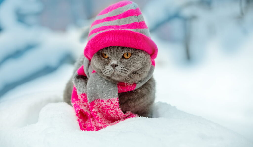 cat wearing knitting hat and scarf in snowy winter 