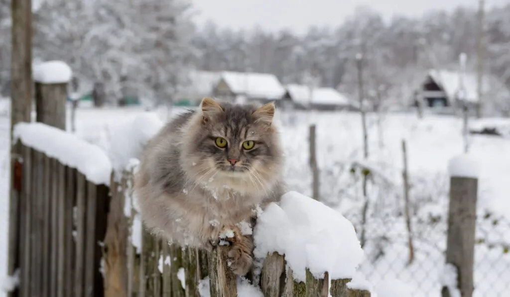 cold cat sits on the fence in winter