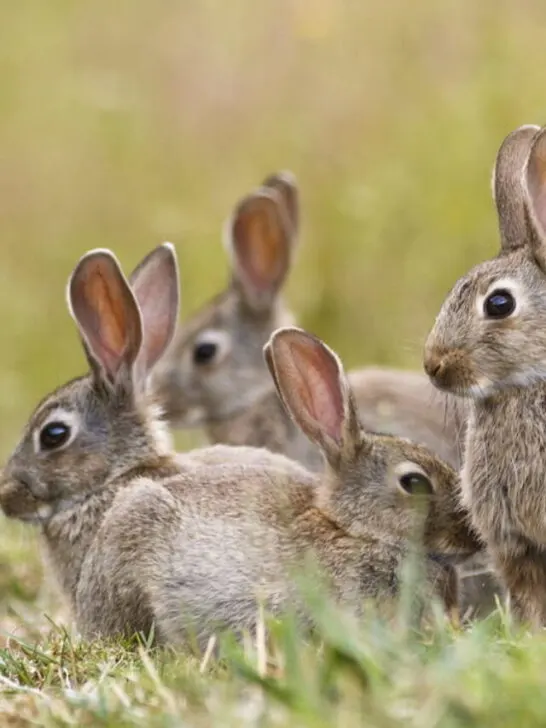 group of cute wild bunny