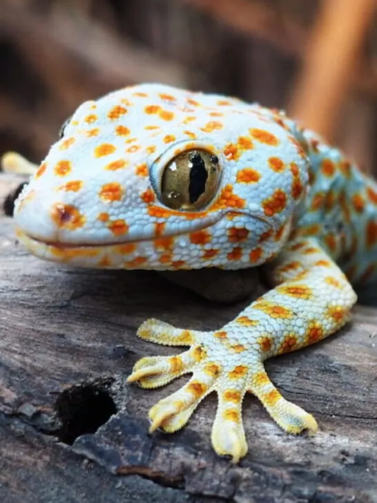 cute geckos lizard on a rock