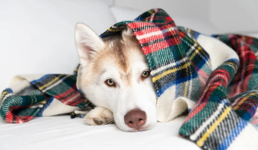 cute husky comfortable under the blanket