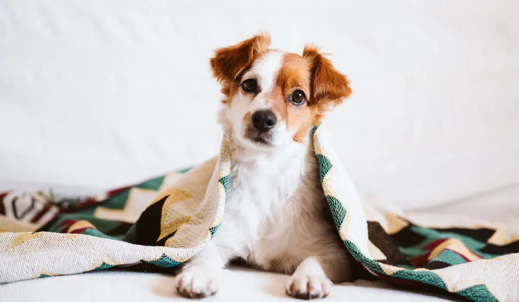 cute dog covered with blanket