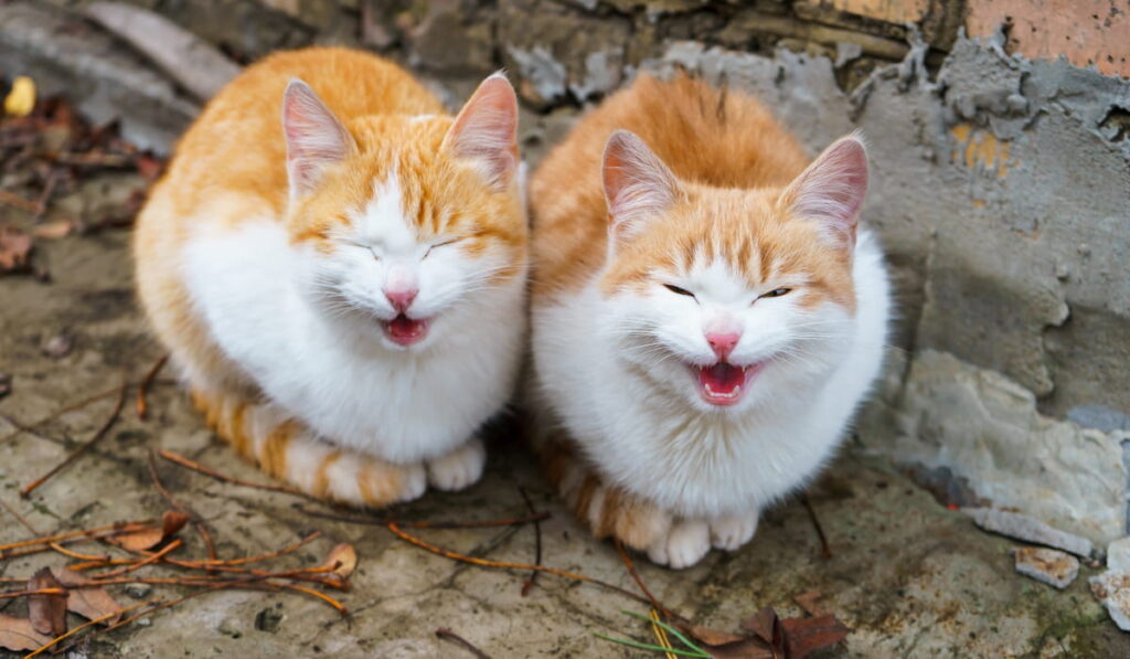 cute kittens meowing 