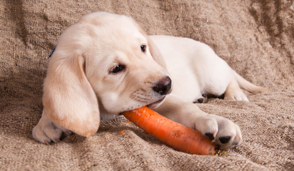 cute puppy is eating the carrot 