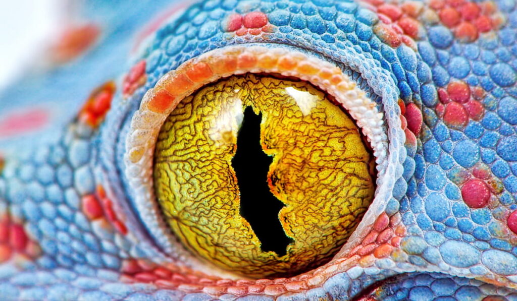 gecko amazing eye 