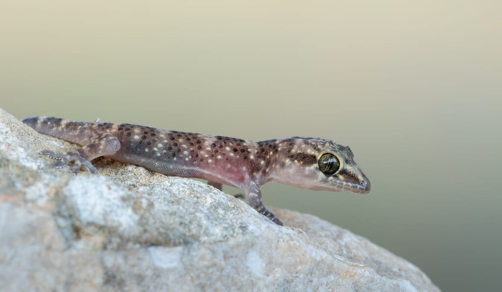 house gecko on a rock