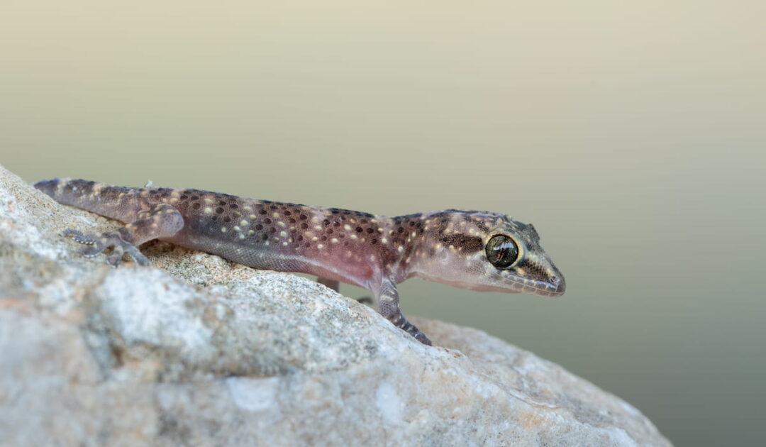 Can Geckos Change Colors? - A Few Good Pets