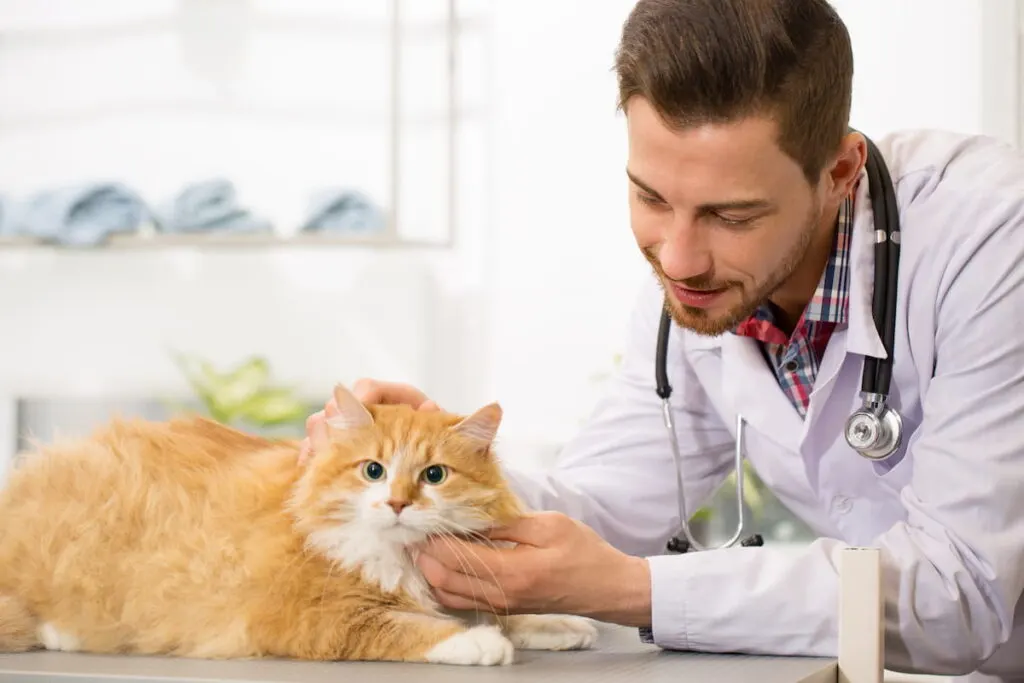 male vet working at his clinic petting adorable ginger green 