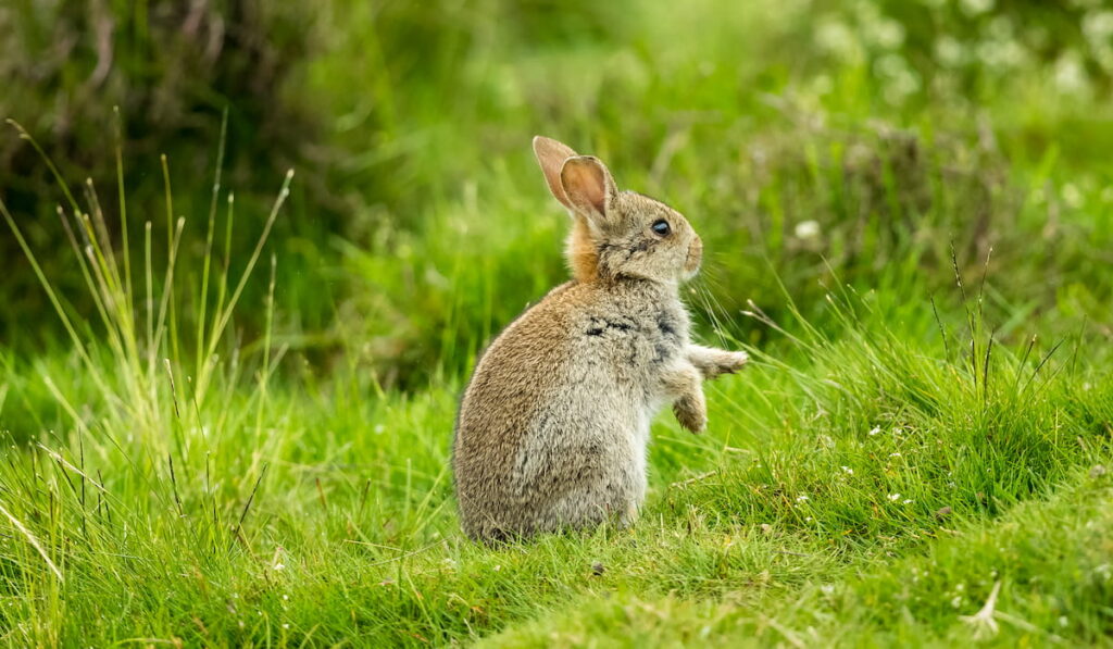 native cute young rabbit 